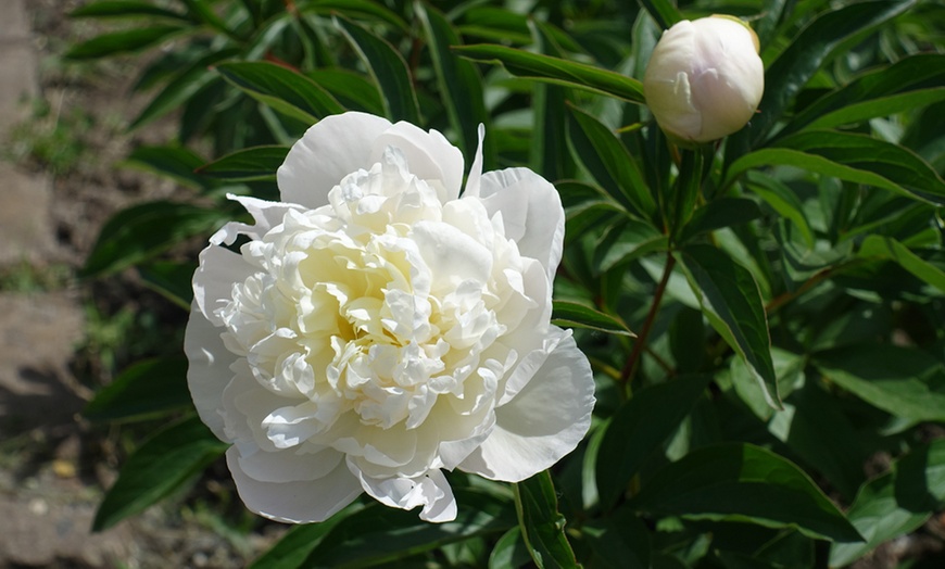 Image 4: One or Three Peony Double Potted Plants