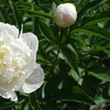 Image 4: One or Three Peony Double Potted Plants