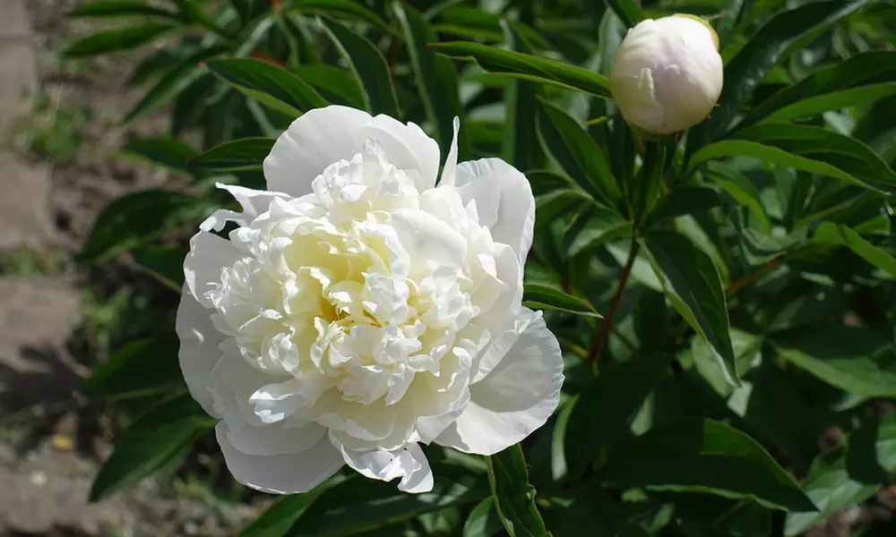 Peony Double Collection – 1 or 3 Potted Plants - Image 4