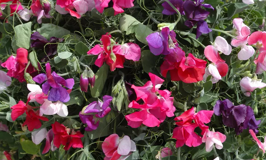 Image 1: Fragrant Trailing Sweet Pea