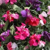 Image 1: Fragrant Trailing Sweet Pea
