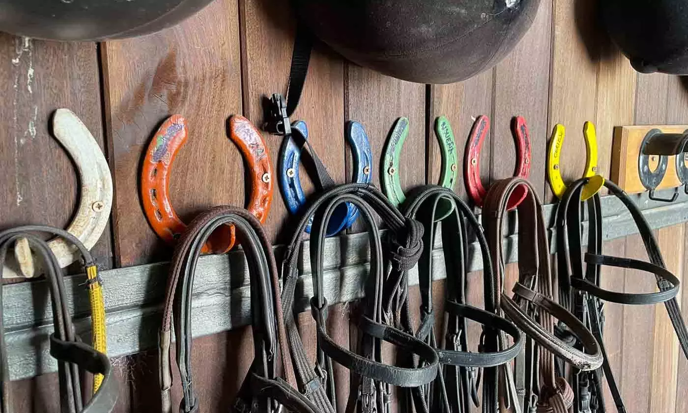 Ruta a caballo con opción a clase de iniciación para 1, 2 o 4 personas