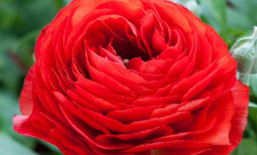 Image 4: 80 bulbos de ranúnculo en diferentes colores