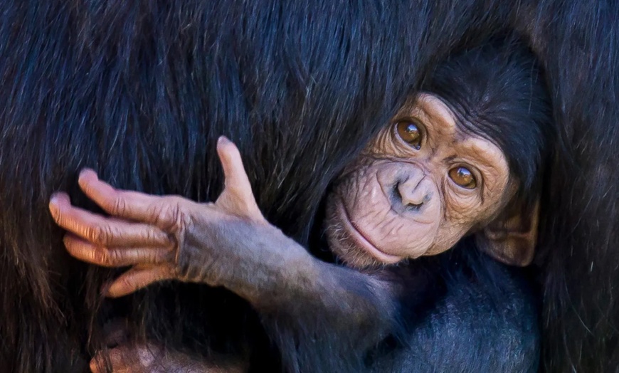 Image 7: Explore Sydney Harbour & Taronga Zoo + Return Ticket - Child or Adult 