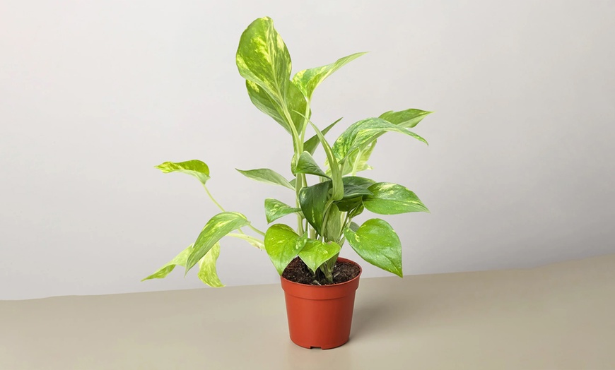Image 11: Breathe Easier: Golden Pothos – Air-Purifying & Simple Care from House Plant Shop with Free Shipping Up to 15% Off