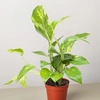 Image 11: Golden Pothos in 4", 6", and 8" Sizes with Free Shipping – Air-Purifying & Simple Care Plant Up to 15% Off