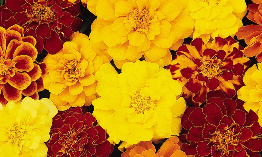 Image 3: 10 or 20 Marigold Durango Mix Plants