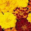 Image 3: 10 or 20 Marigold Durango Mix Plants