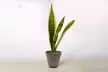 Air Purifying Beauty: The Iconic Snake Plant 'Laurentii' from House Plant Shop with Free Shipping (Up to 15% Off) - Second Medium