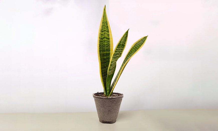 Image 6: Air Purifying Snake Plant 'Laurentii' from House Plant Shop with Free Shipping (Up to 15% Off)