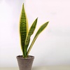 Image 6: Snake Plant 'Laurentii' in 3", 4", and 6" Sizes with Free Shipping (Up to 15% Off)