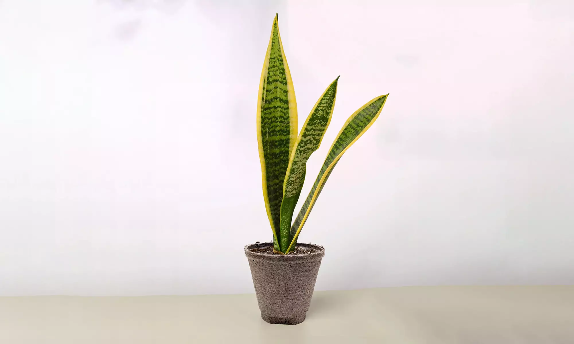 Air Purifying Snake Plant 'Laurentii' from House Plant Shop with Free Shipping (Up to 15% Off)