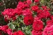 Cinnamon Hearts & Zephirine Drouhin Rose Bushes - Vibrant, Fragrant, Reblooming Garden Roses, Outdoor Plants, Free Shipping (Up to 24% Off) - Second Medium