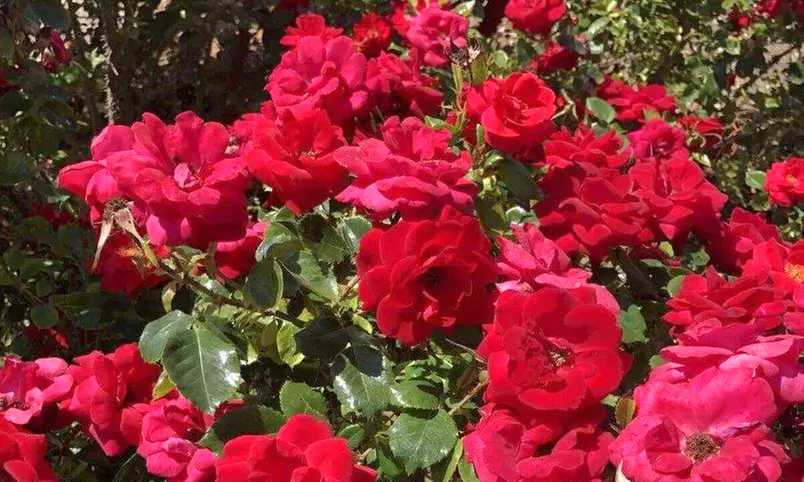 Rose Bushes in Various Sizes - Cinnamon Hearts and Zephirine Drouhin Climbing Roses with Free Shipping (Up to 24% Off)