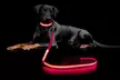 Safety Luminous LED Dog Light Up Collar Night Glow Adjustable Collar with Leash - Second Medium