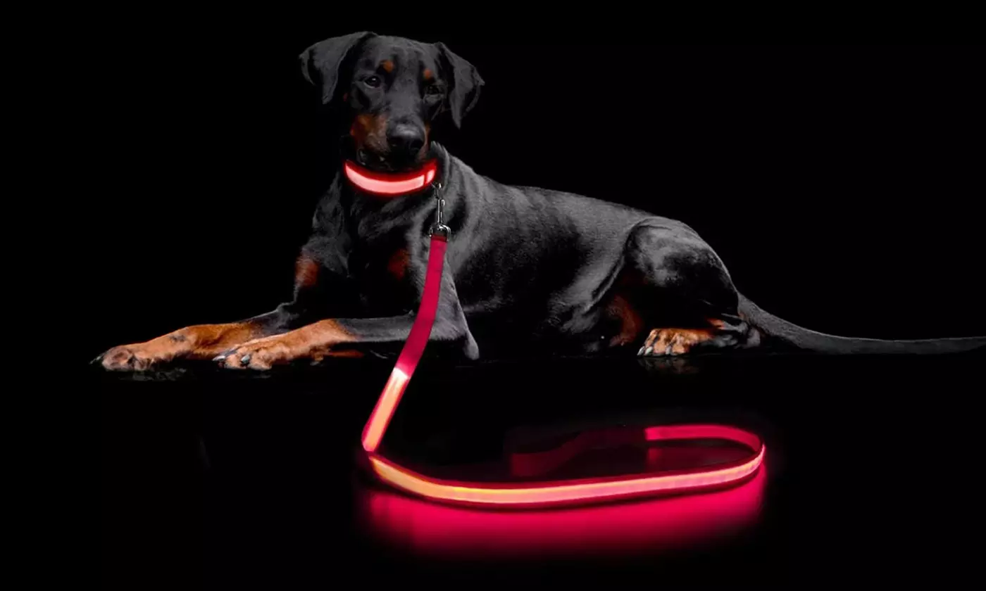 Safety Luminous LED Dog Light Up Collar Night Glow Adjustable Collar with Leash