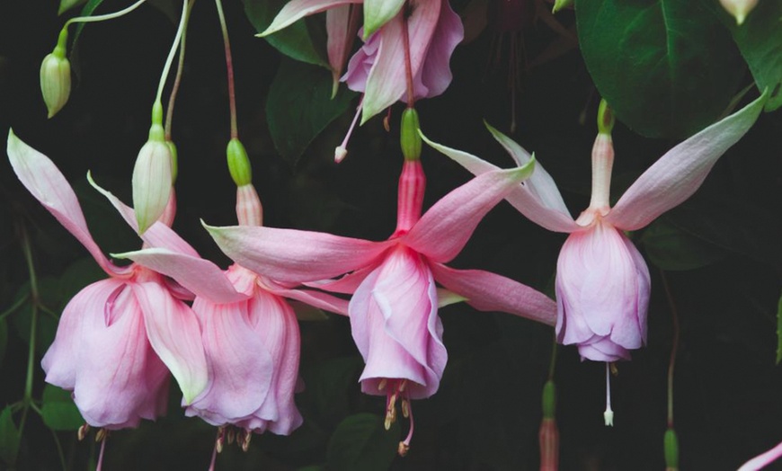 Image 8: Up to 20 Mixed Summer-Flowering Fuchsia Plants