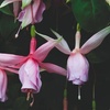 Image 8: Up to 20 Mixed Summer-Flowering Fuchsia Plants