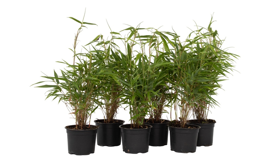 Image 2: Rootz Six Pieces of Green Bamboo Fargesia Rufa