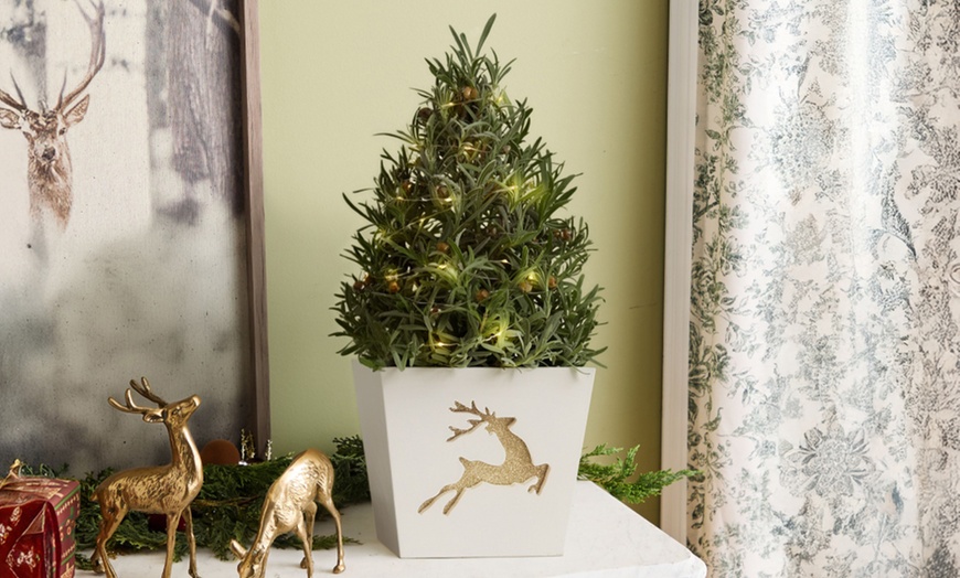 Image 4: Next Day Delivery Christmas Plants from 1-800-Flowers (up to 50% off)