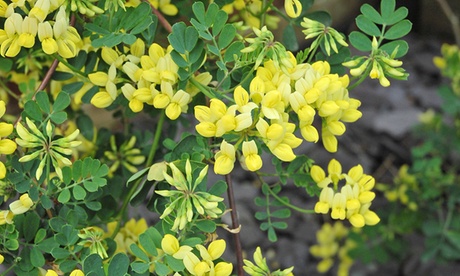 Groupon Unisex Yellow Coronilla Citrina 9Cm Potted Plants: Three
