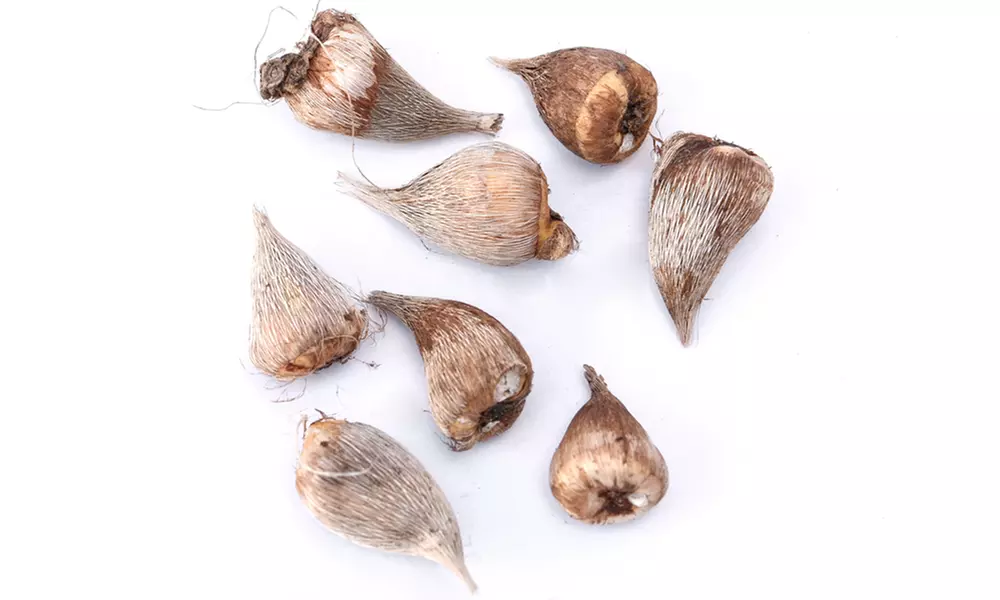 Fragrant Freesia Mixed - 50, 100 or 200 Bulbs