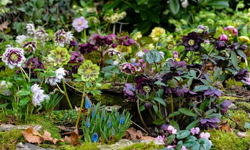 Image 7: Hellebore Breeder’s Mix Winter-Flowering Perennial Plug Plants