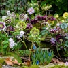Image 7: Hellebore Breeder’s Mix Winter-Flowering Perennial Plug Plants