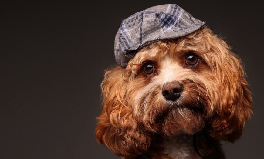 Image 8: Tailored Individual, Couple, Family or Pet Photo Shoot Experience