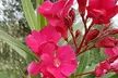 Nerium Oleander - Pink, Red or White - Potted Plants - Image 6