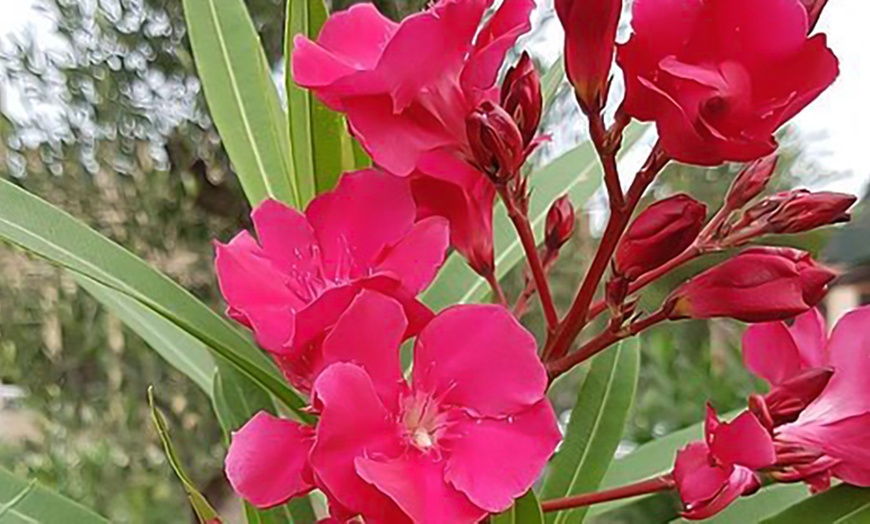 Image 6: Nerium Oleander - Pink, Red or White - Potted Plants