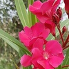 Image 6: Nerium Oleander - Pink, Red or White - Potted Plants