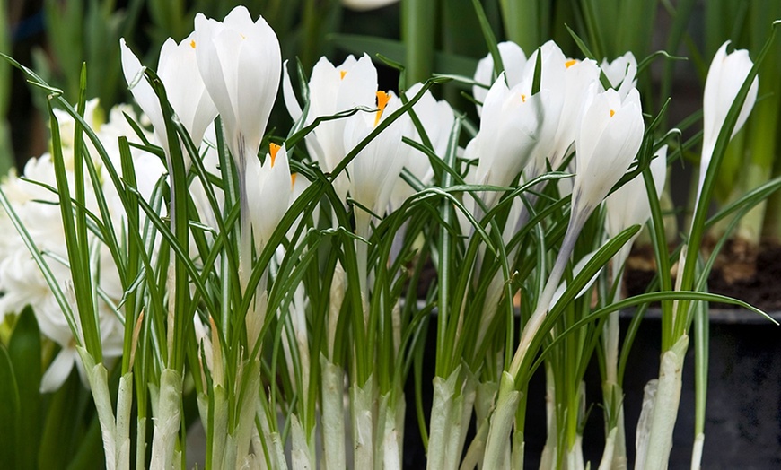 Image 3: Bollenpakket voor krokussen naar keuze