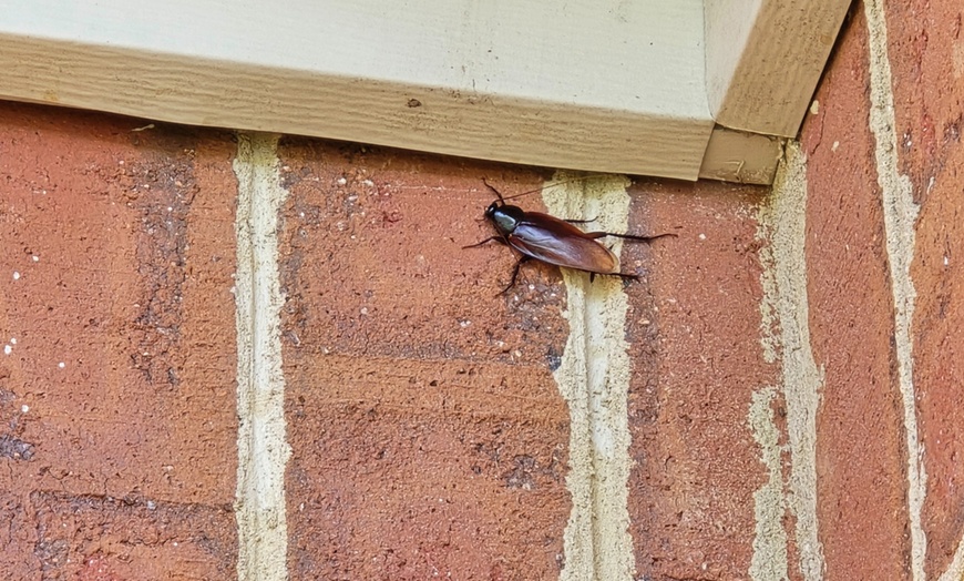Image 2: Tailored Pest Control for a Protected Home