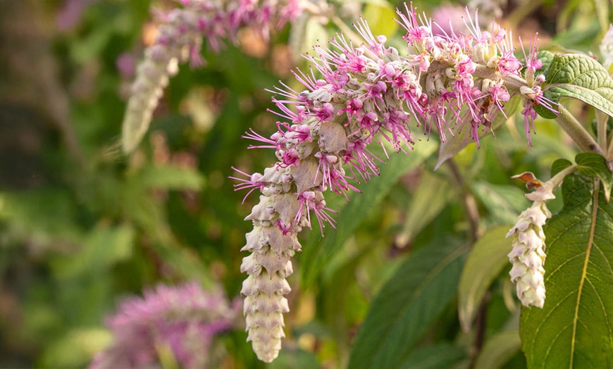 Image 1: Rostrincula Waterfall Buddleia in 3L Pot
