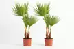 1 ou 2 palmiers mexicains "Washingtonia robusta", format au choix, frais de port inclus - Image 4