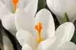Lot de 30 ou 70 bulbes de crocus à grandes fleurs, couleurs au choix - Image 2