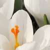 Image 2: Bulbes de crocus à grandes fleurs