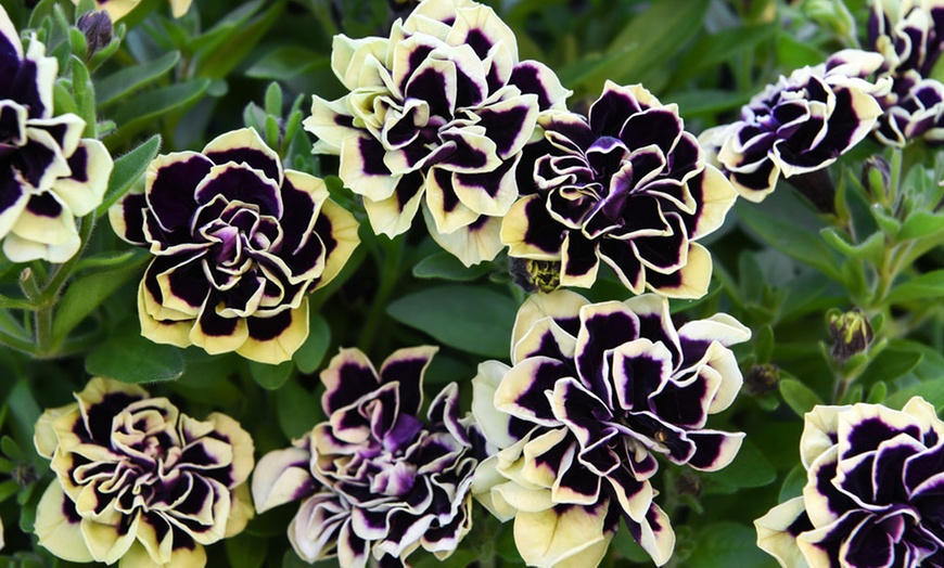 Image 1: 5 or 10 Petunia Mystical Midnight Gold Plants