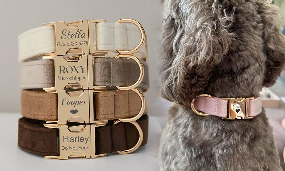 Grab paw-some Custom Pet Collars for your furry buddies