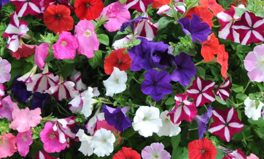 Image 3: Pack of Two Preplanted Petunia 'Wave' Mix Rattan Hanging Baskets