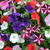 Image 3: Pack of Two Preplanted Petunia 'Wave' Mix Rattan Hanging Baskets