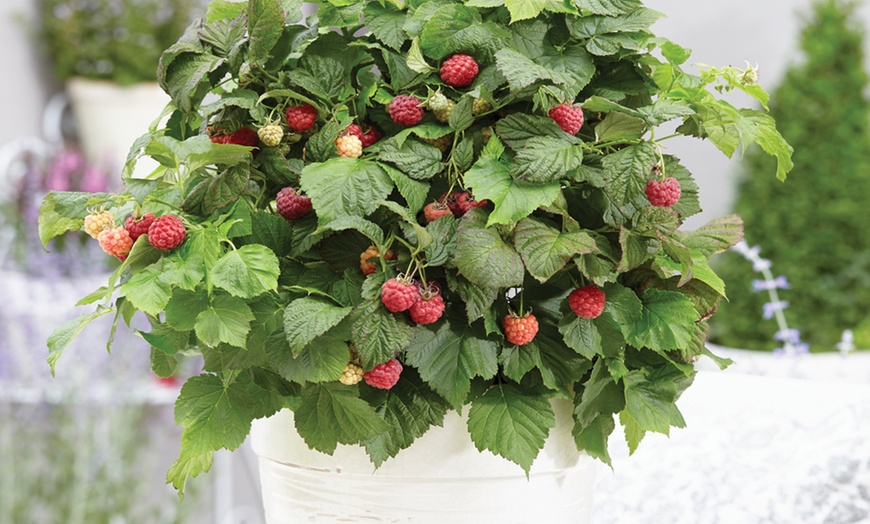 Image 12: Raspberry Growers Choice - 2ltr and 3ltr Potted Plants