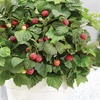 Image 12: Raspberry Growers Choice - 2ltr and 3ltr Potted Plants