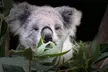 Explore & Enjoy Australian Wildlife with Admission for Child, Adult, Senior, or Family of Up to 5(Up to 21% Off) - Second Medium