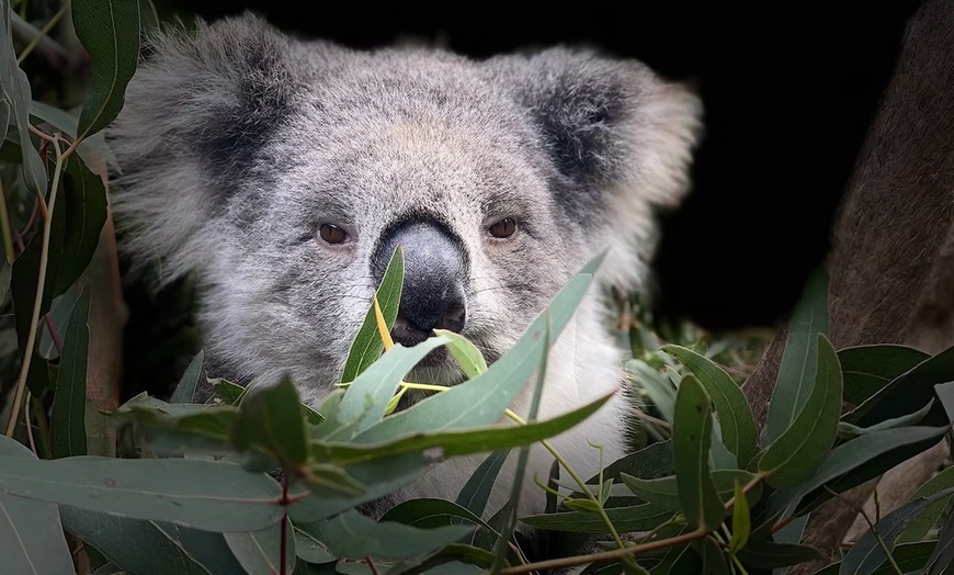 Image 2: Admission to Australian Wildlife for Child, Adult, Senior or Family