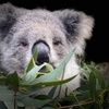 Image 2: Admission to Australian Wildlife for Child, Adult, Senior or Family