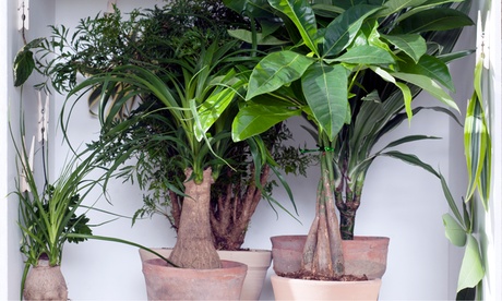 Set 2 piante Polyscias Fabian e Fruticosa