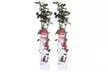 Lot de 2 rosiers grimpants avec pot de culture - Image 2