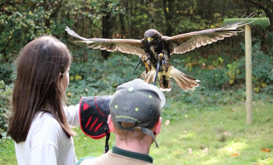 Image 4: Ultimate Birds of Prey Experience at Willows Wildlife Trail, Kent